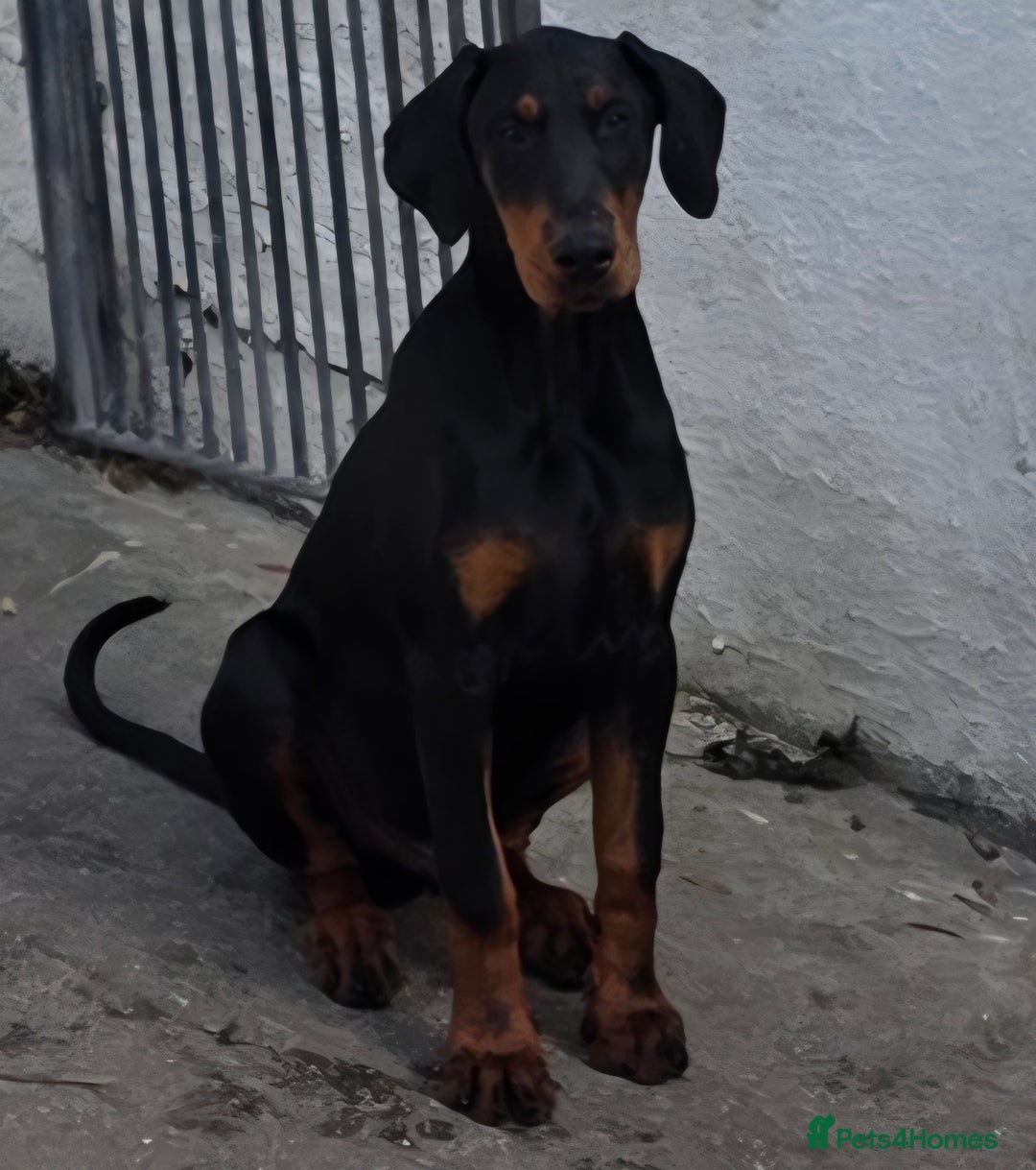Dobermann dogs for sale: Handsome male - Image 2