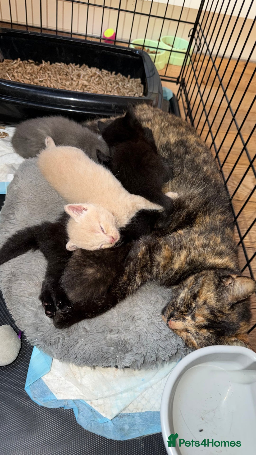 Mixed Breed cats for sale: 🐾Adorable Litter of 5 Kittens Ready now🐾  - Advert 3