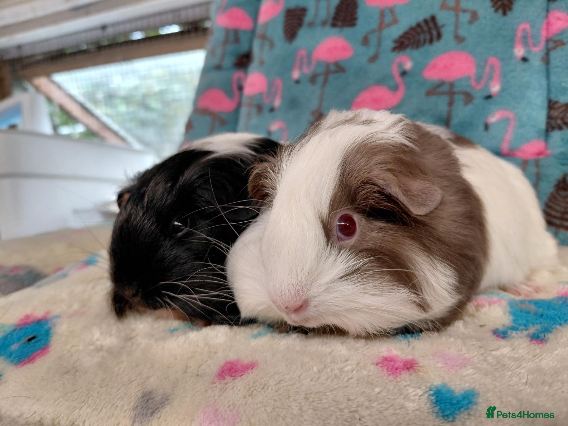 Guinea Pig rodents Pair Of Baby Sheltie Brothers RTR /Merino boar pr  - Advert 15