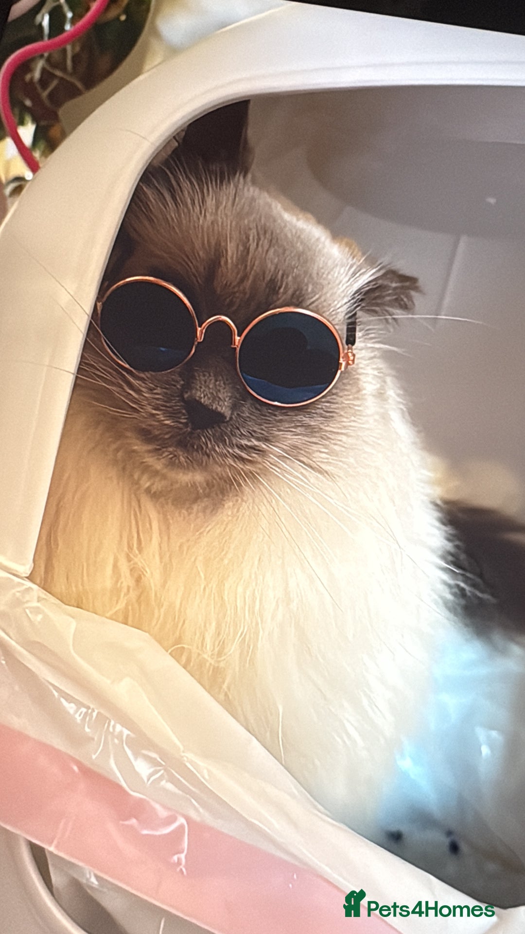 Ragdoll cats for sale: Two loving beautiful rag dolls  - Advert 8