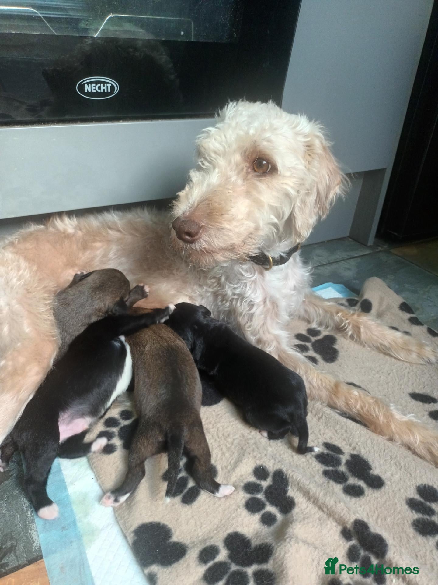 Mixed Breed dogs Bedlington/whippet  - Advert 1