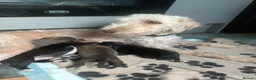 Mixed Breed dogs for sale: Bedlington/whippet  in Hartlepool - Advert 1