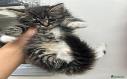 Mixed Breed cats for sale: DLH kittens x tabby females - Image 2