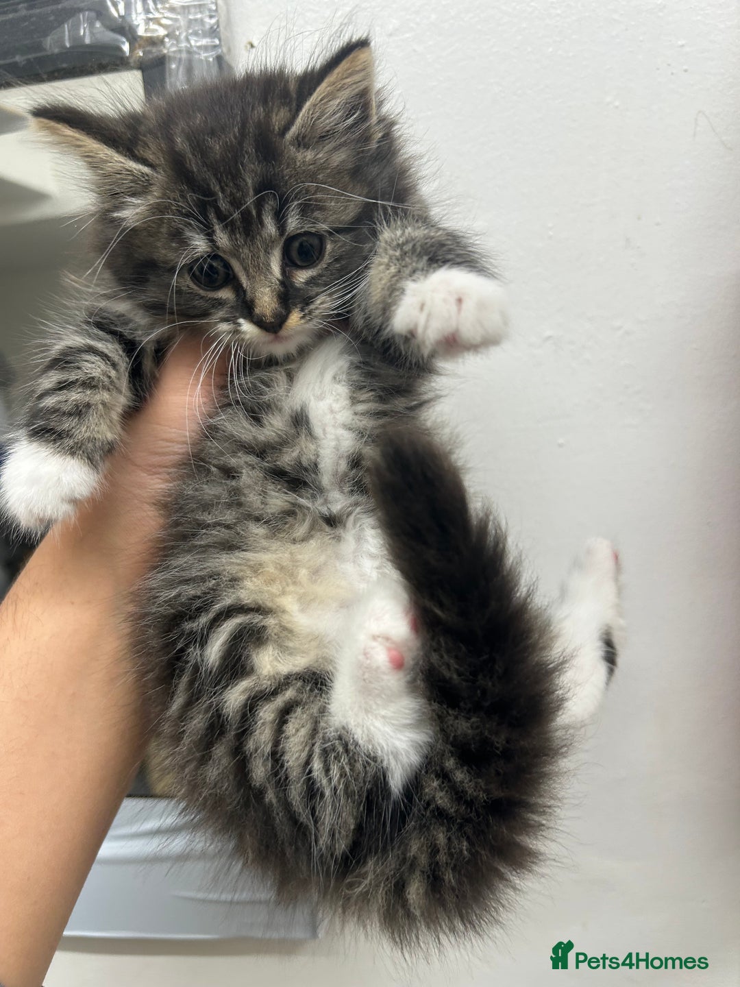 Mixed Breed cats for sale: DLH kittens x tabby females - Image 2