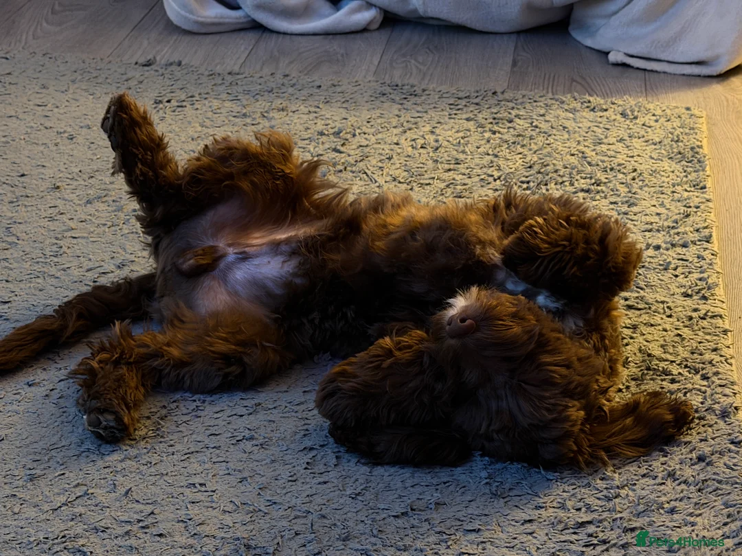 Cockapoo dogs for sale: 6 month old male cockapoo  - Advert 2