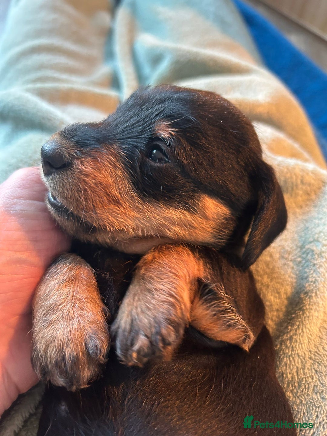 Dachshund dogs for sale:  Miniature Wirehaired Dachshund  puppies  - Advert 4