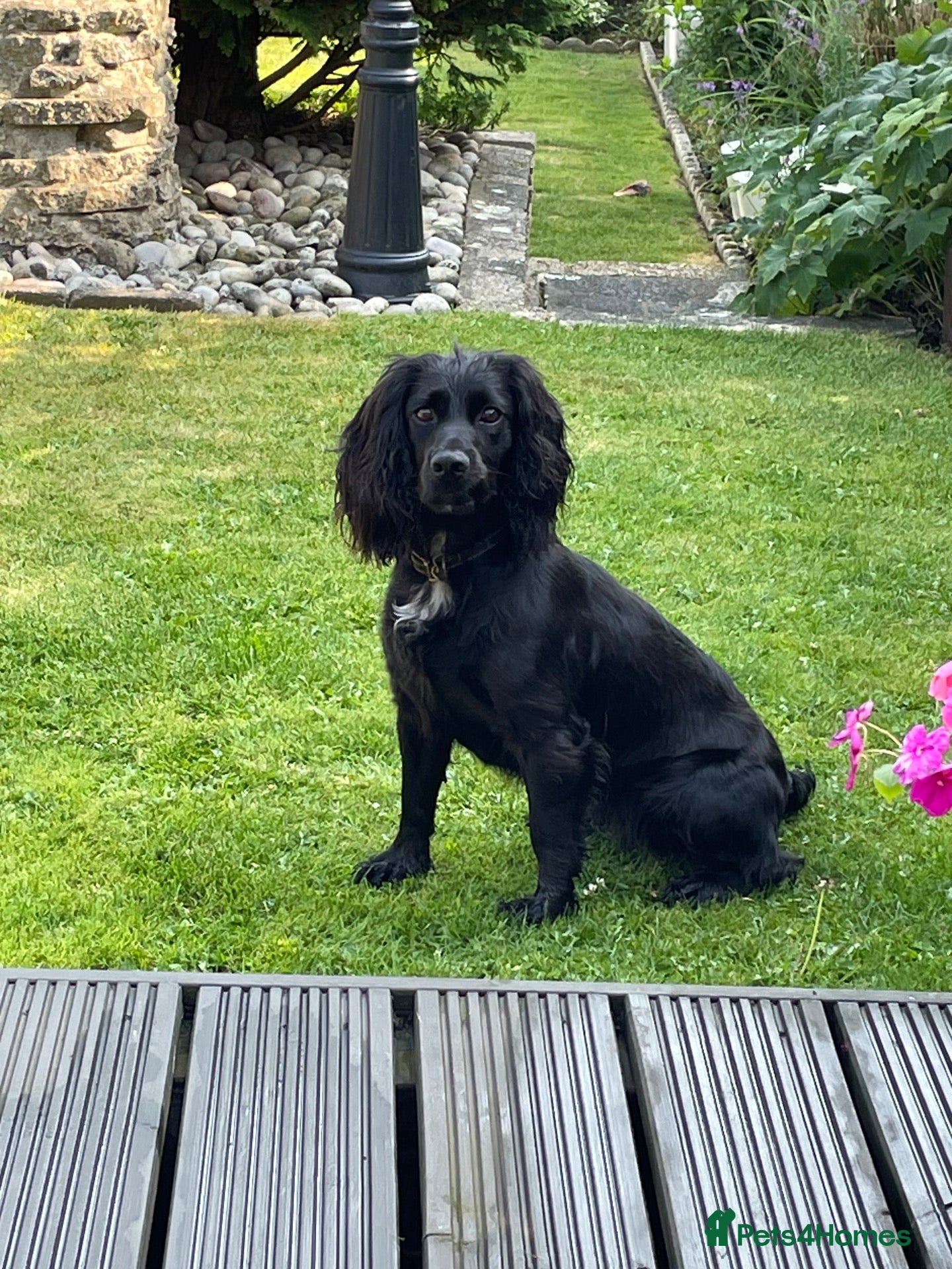 Cocker Spaniel dogs Beautiful litter of cocker spaniel puppies 🐾 - Advert 1
