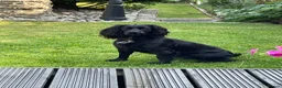 Cocker Spaniel dogs for sale: Beautiful litter of cocker spaniel puppies 🐾 - Advert 1