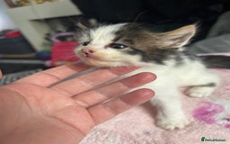 Mixed Breed cats for sale: Fluffy kittens ready soon  - Image 14