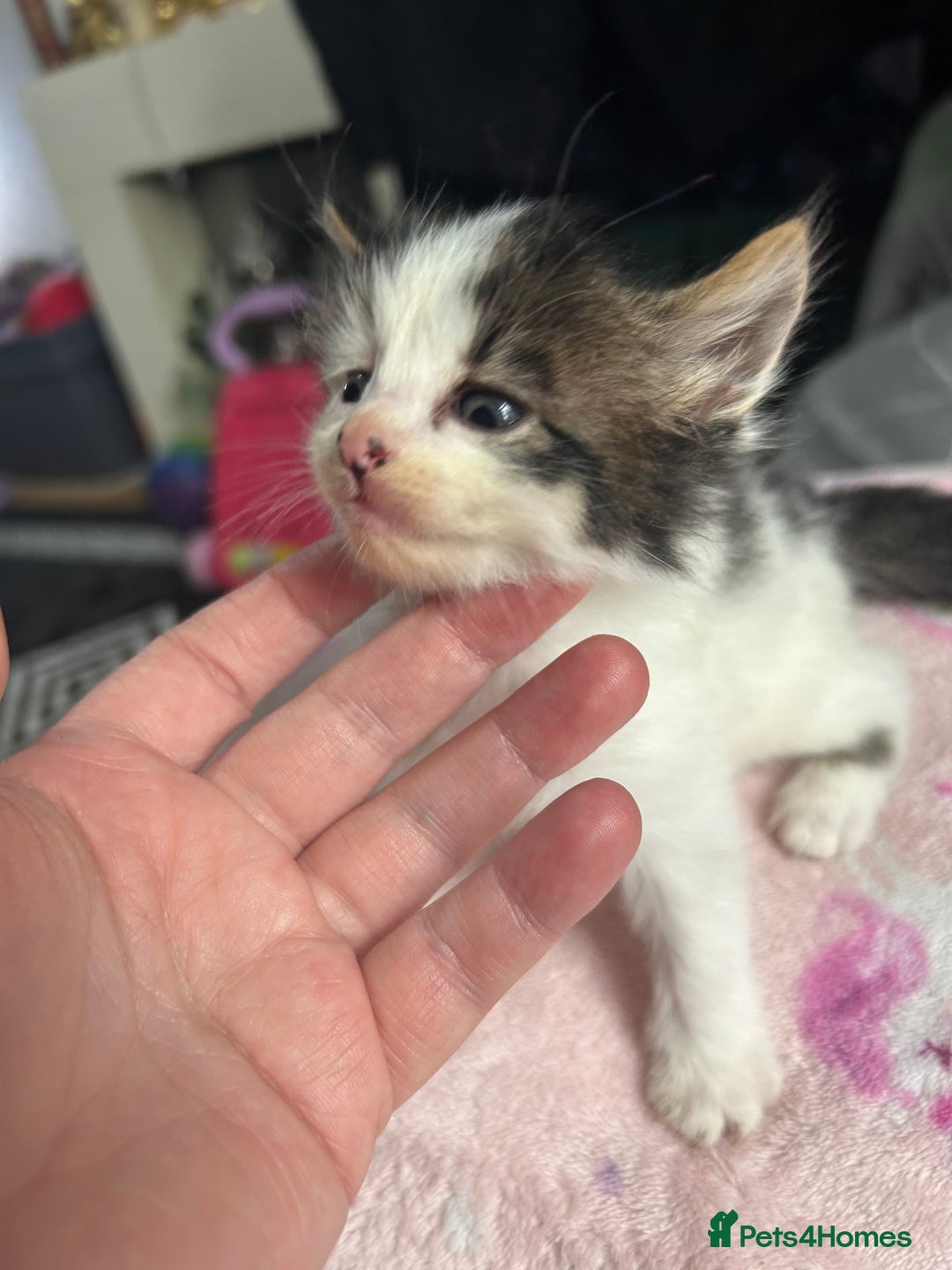 Mixed Breed cats for sale: Fluffy kittens ready soon  - Image 14