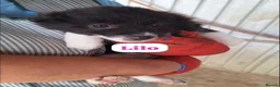 Mixed Breed dogs for adoption: Lovely Lilo - Advert 3