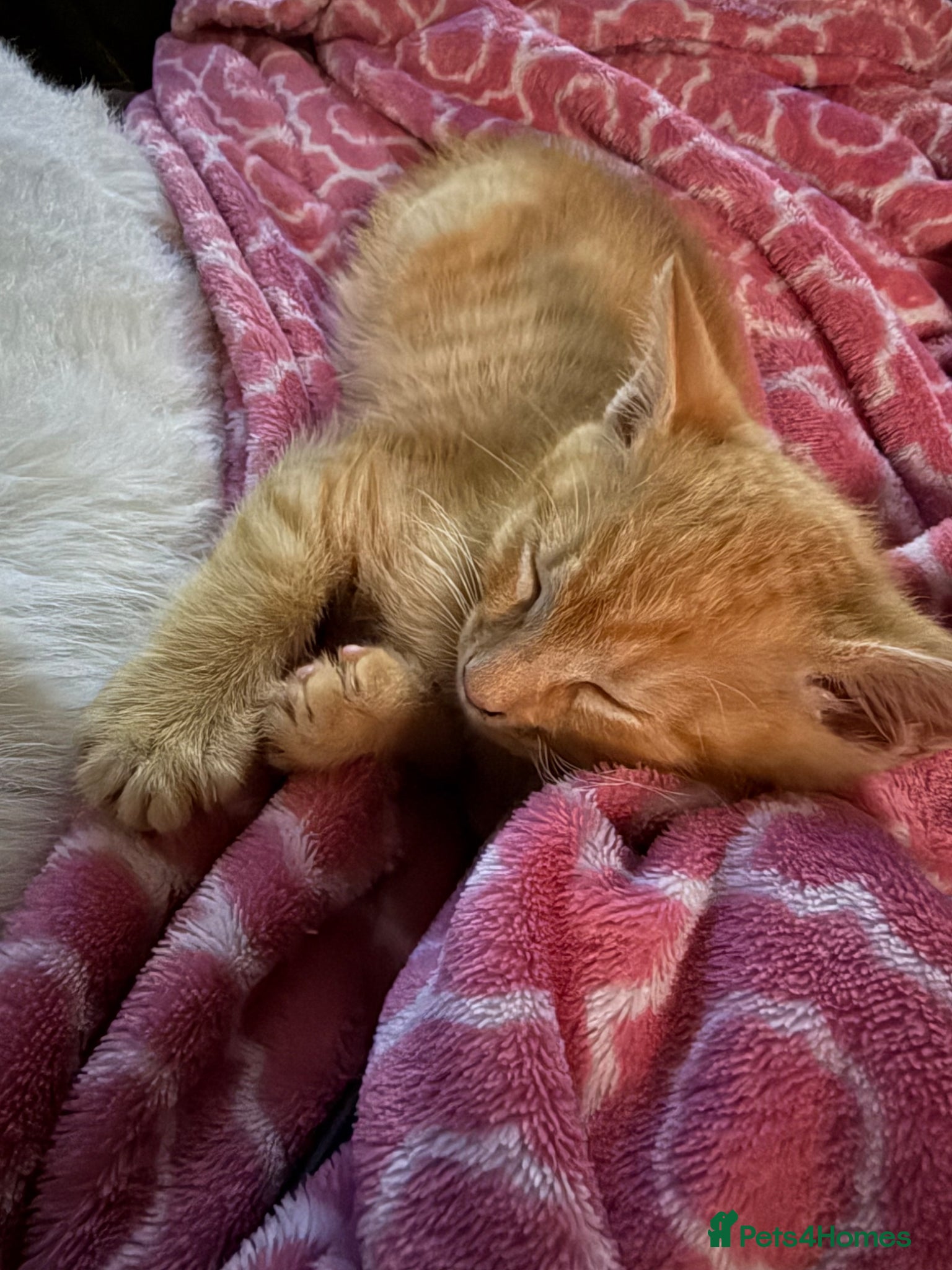 Mixed Breed cats Ginger Kitten Manchester  - Advert 1