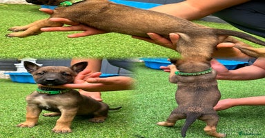 Belgian Shepherd Dog dogs - Advert 5