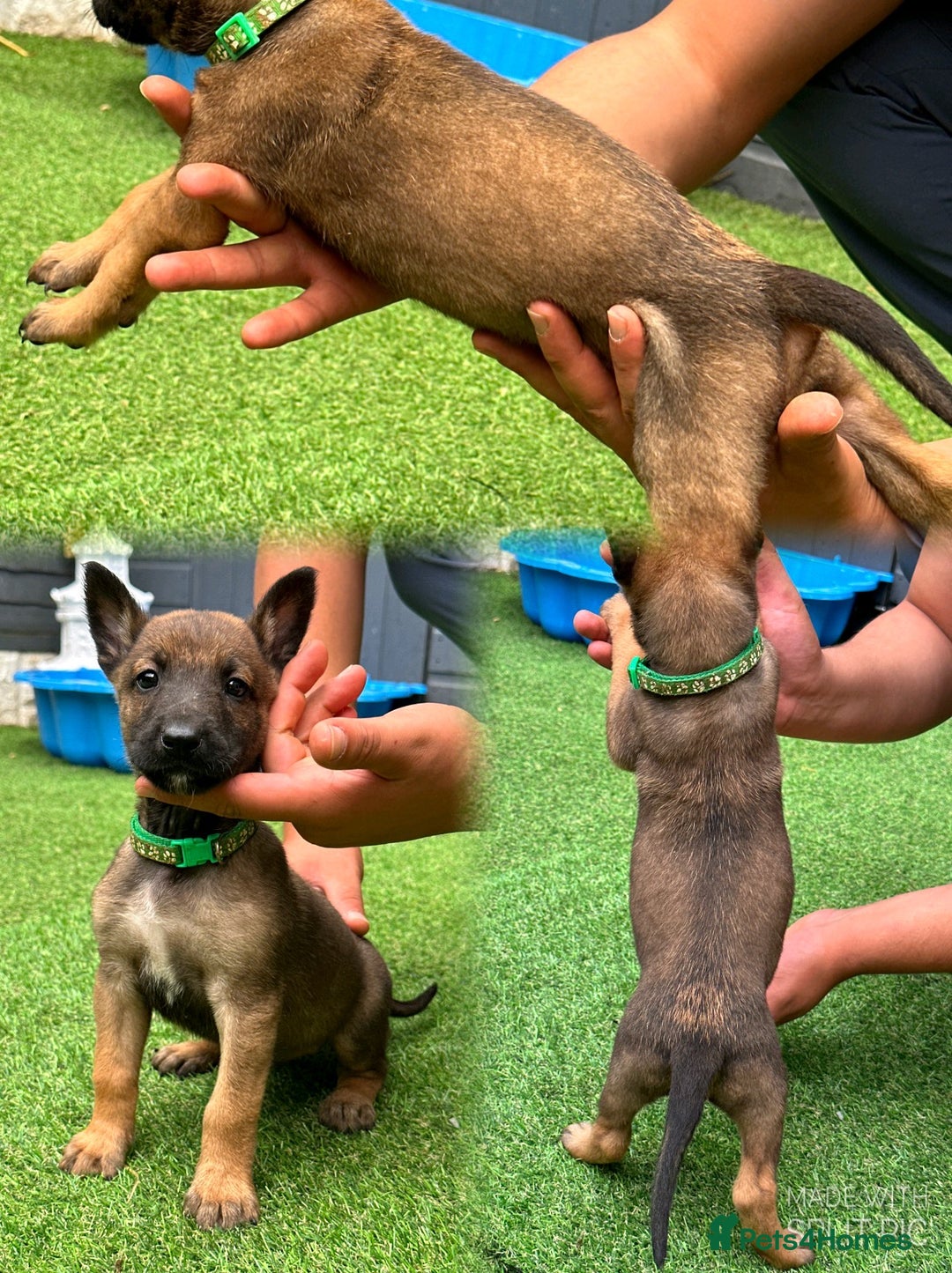 Belgian Shepherd Dog dogs for sale: Belgian malinois puppies from working dog lines  - Image 3