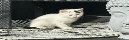 Domestic Shorthair cats for sale: Kittens x5 in Goole - Advert 7