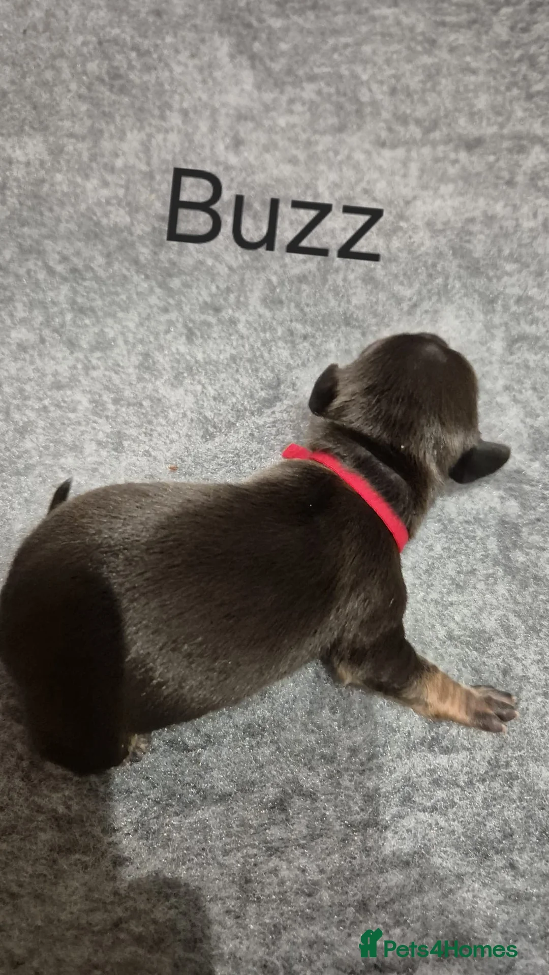 Miniature Dachshund dogs for sale: 7 mini dachshunds Exeter Devon  - Advert 8