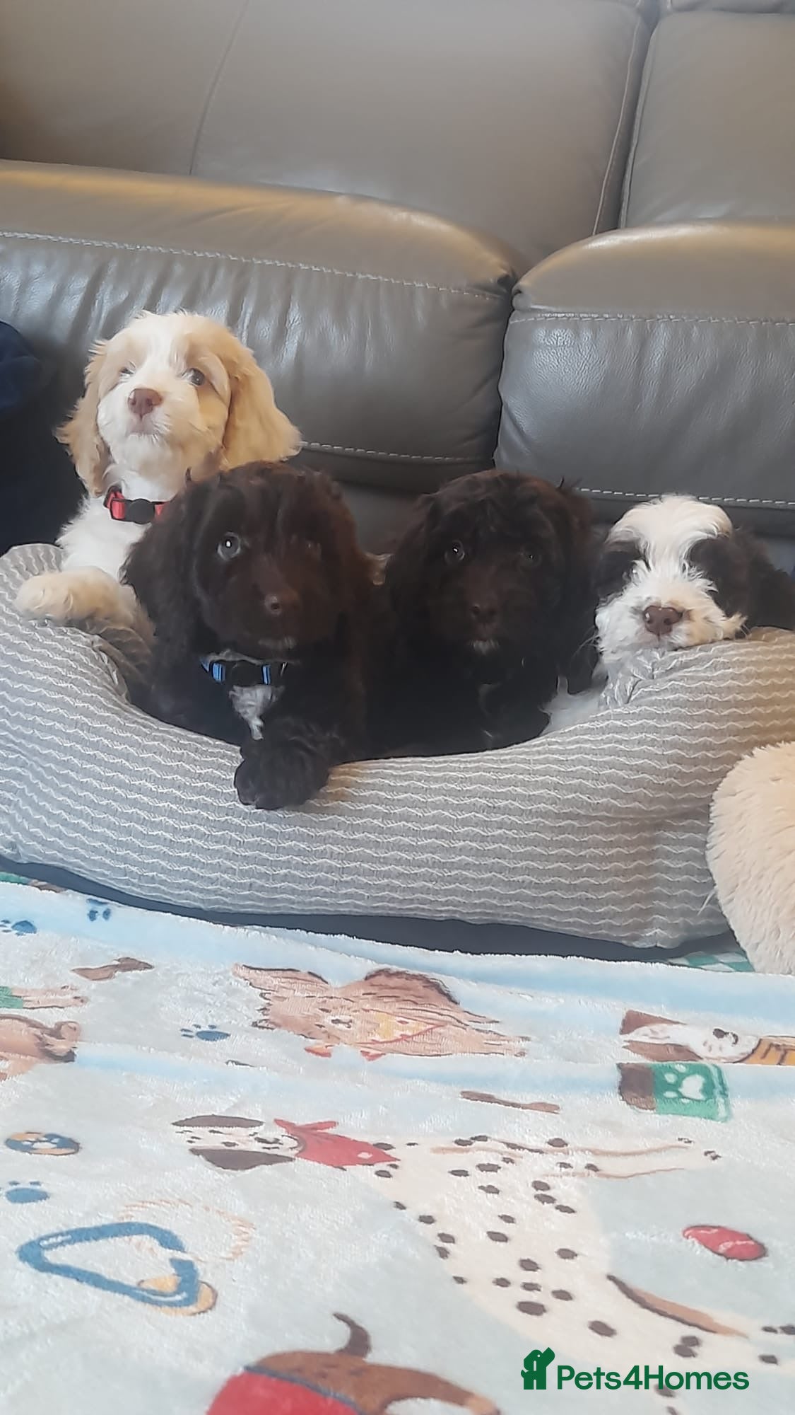 Cockapoo dogs Most Beautiful litter F1 Cockapoo puppies  - Advert 2