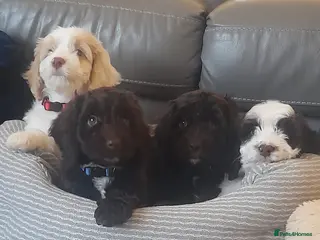 Cockapoo dogs Most Beautiful litter F1 Cockapoo puppies - Advert 2