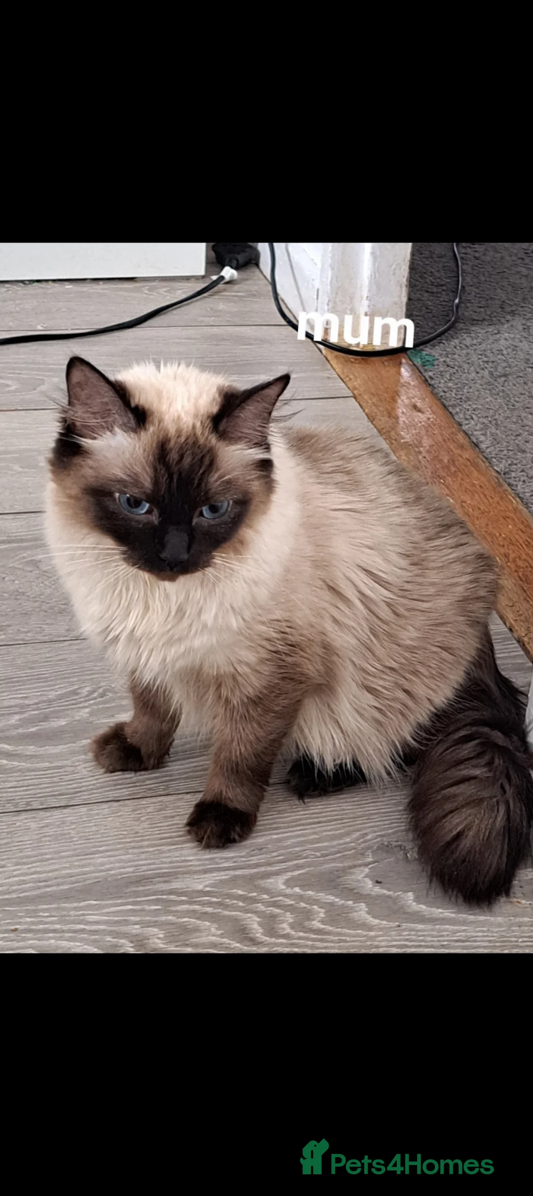 Ragdoll cats for sale: Fluffy ragdoll kittens - Advert 2