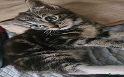 Munchkin cats for sale: Cute addorable kitten ready to leave immediately  in London - Image 33