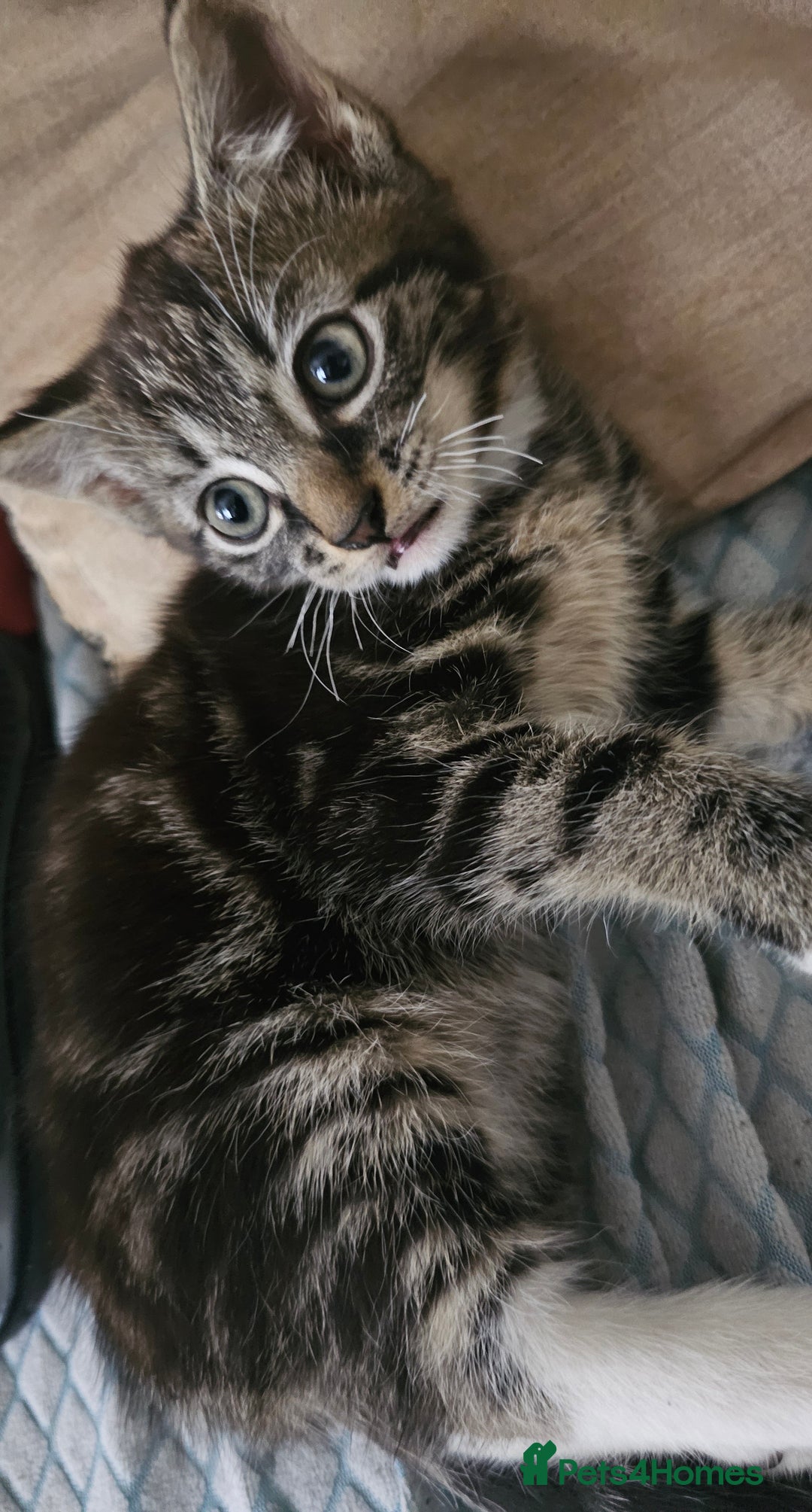 Munchkin cats for sale: Cute addorable kitten ready to leave immediately  in London - Image 33