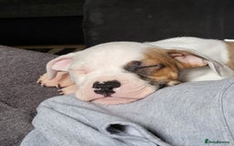Mixed Breed dogs for sale: Marley American bull  - Image 8