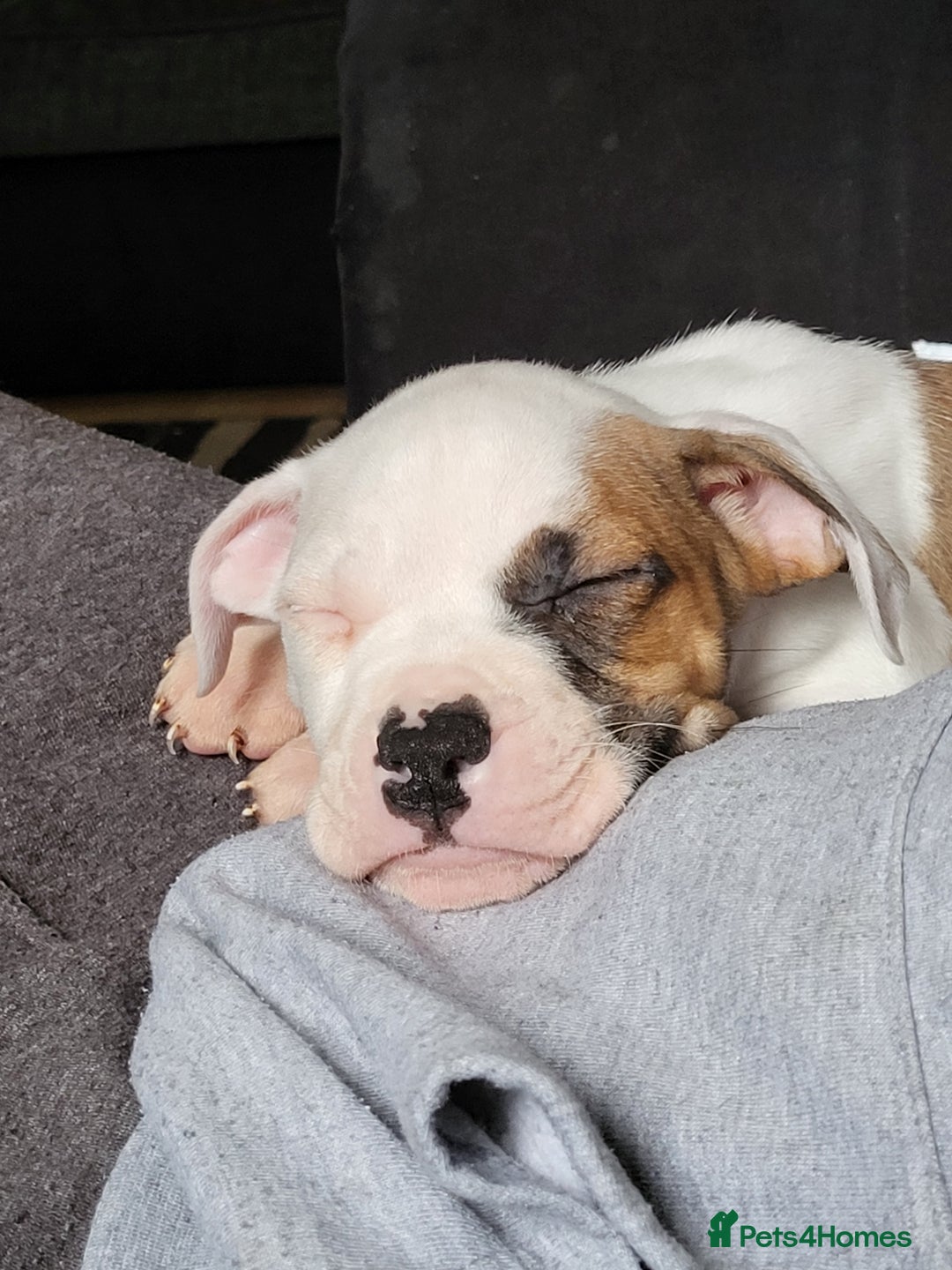 Mixed Breed dogs for sale: Marley American bull  - Image 8