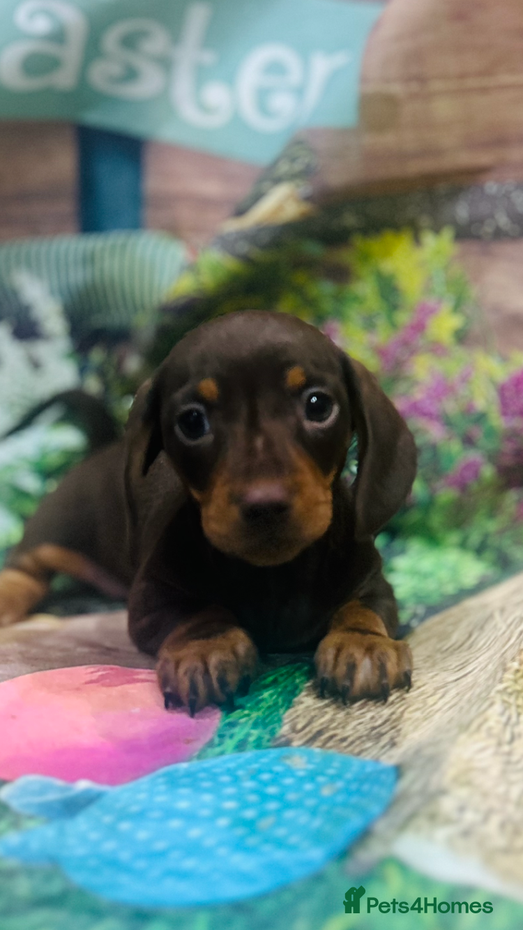 Miniature Dachshund dogs KC Reg Miniature Smooth Dachshund  - Advert 5