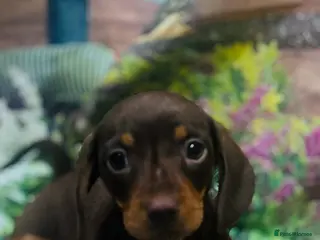 Miniature Dachshund dogs KC Reg Miniature Smooth Dachshund - Advert 5