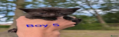 Boy 5