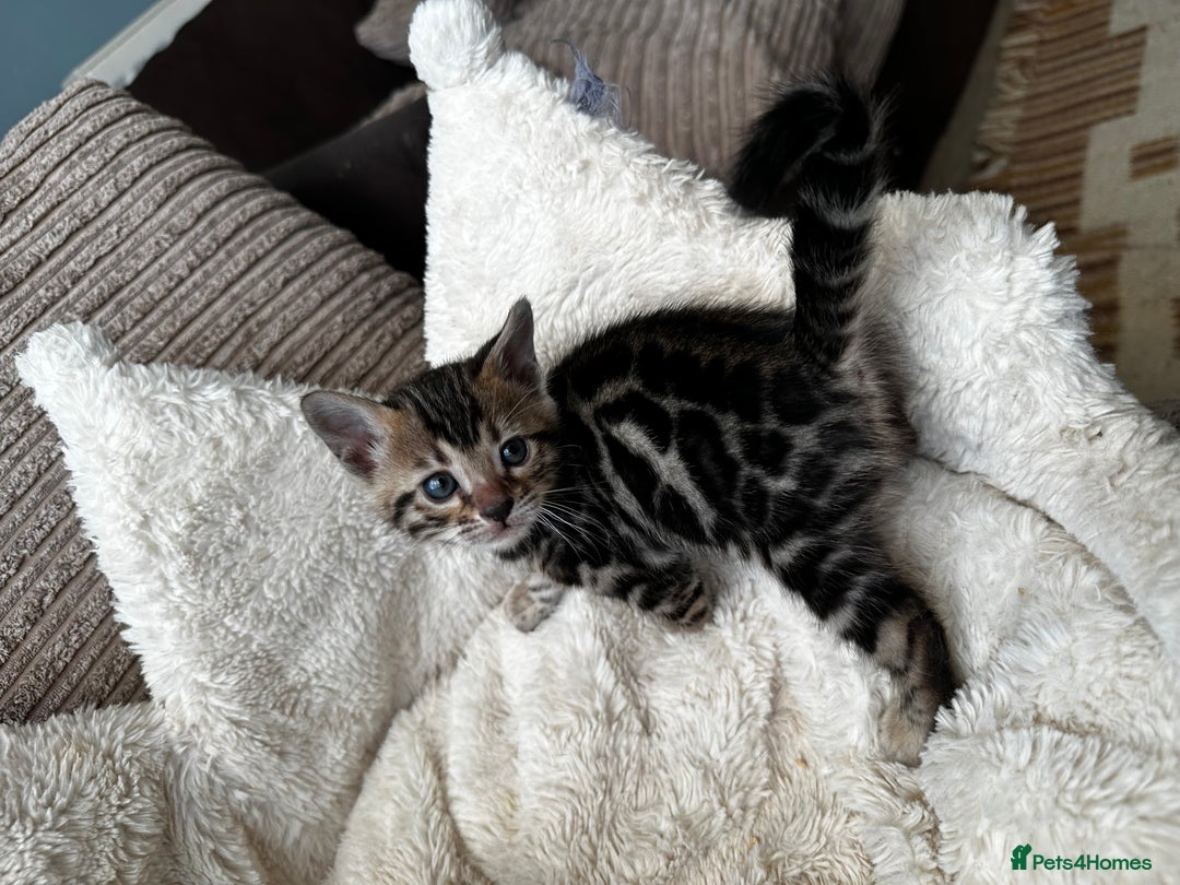 Bengal cats for sale: TICA registered bengal kittens available! - Advert 29