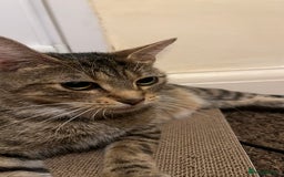 British Shorthair cats for sale: Beautiful Mum and babies looking for a new home❤️ - Image 4
