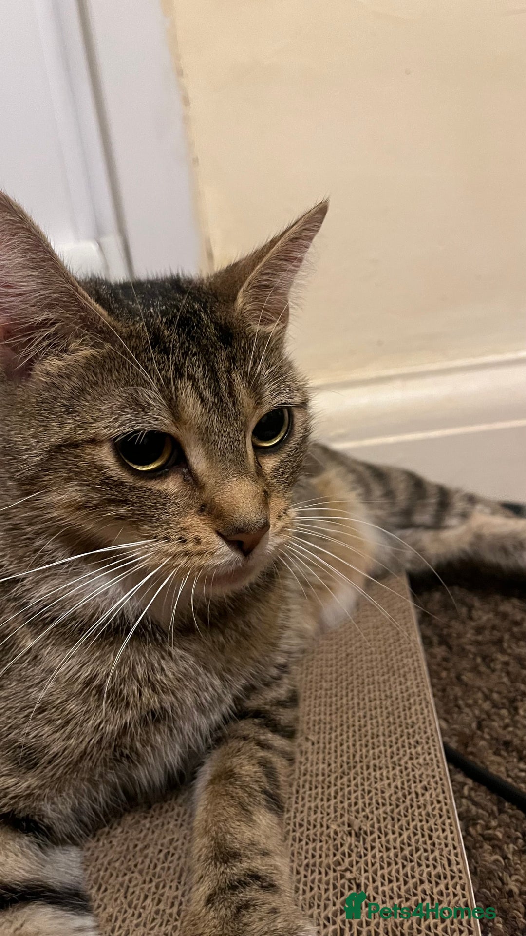 British Shorthair cats for sale: Beautiful Mum and babies looking for a new home❤️ - Image 4