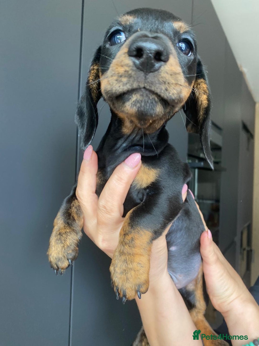 Dachshund dogs for sale: Miniature dachshund puppies - Image 10