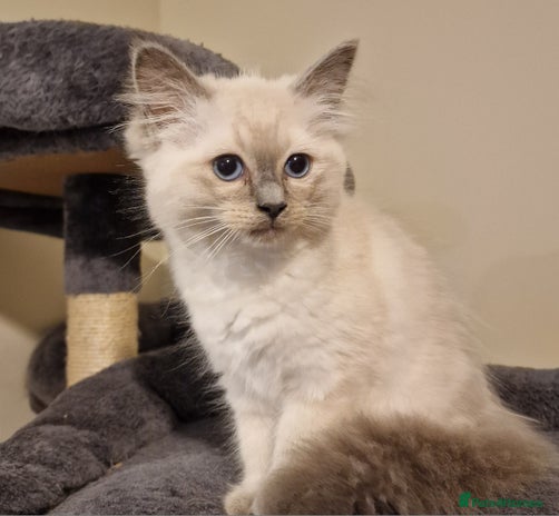 Ragdoll cats - Advert 14