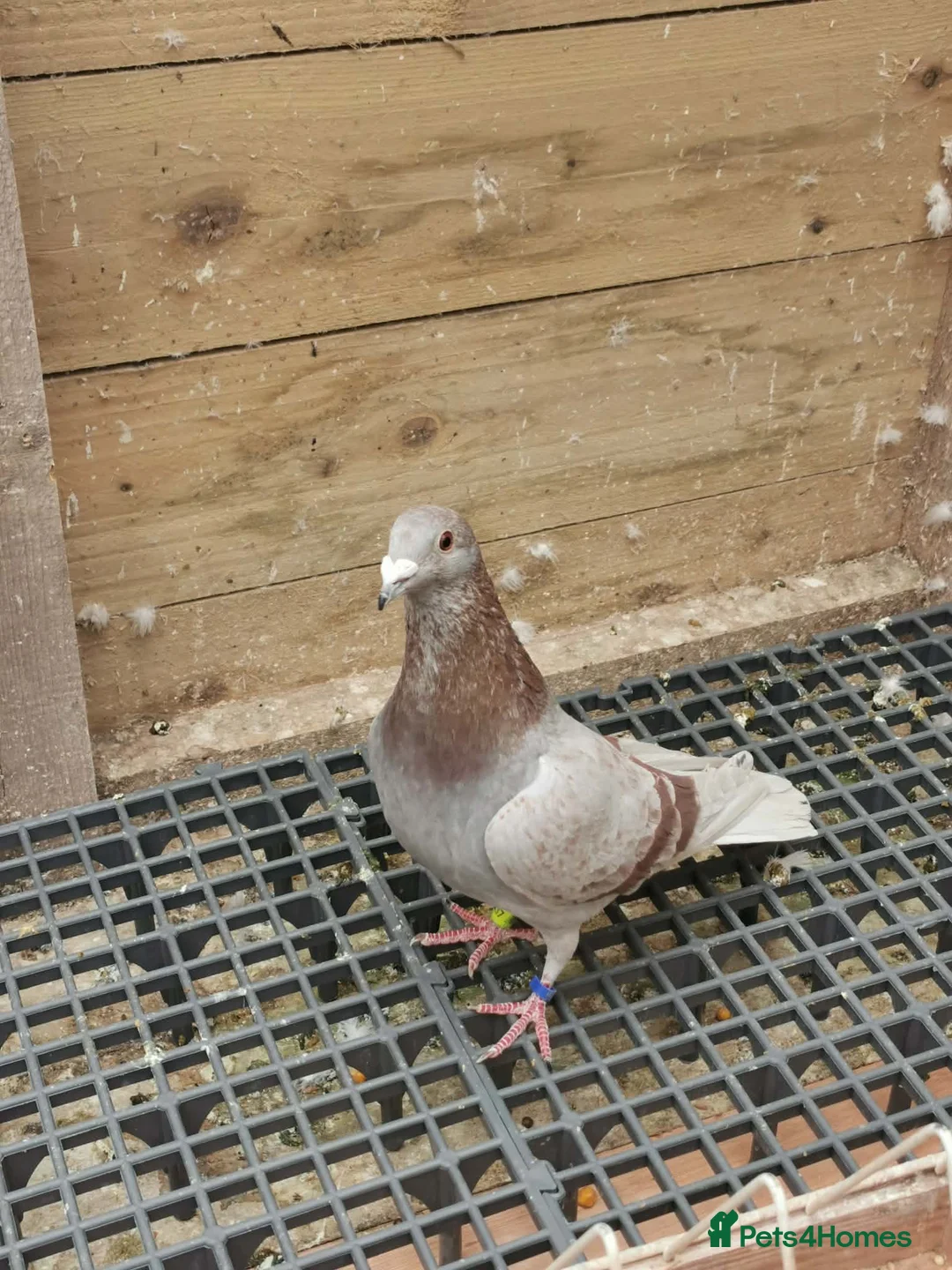 Pigeons birds for sale: one pair racing pigeons - Advert 2