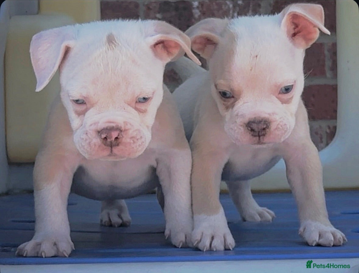Olde English Bulldogge dogs 24 years 5⭐️Licensed & Registered, uk No 1  - Advert 15