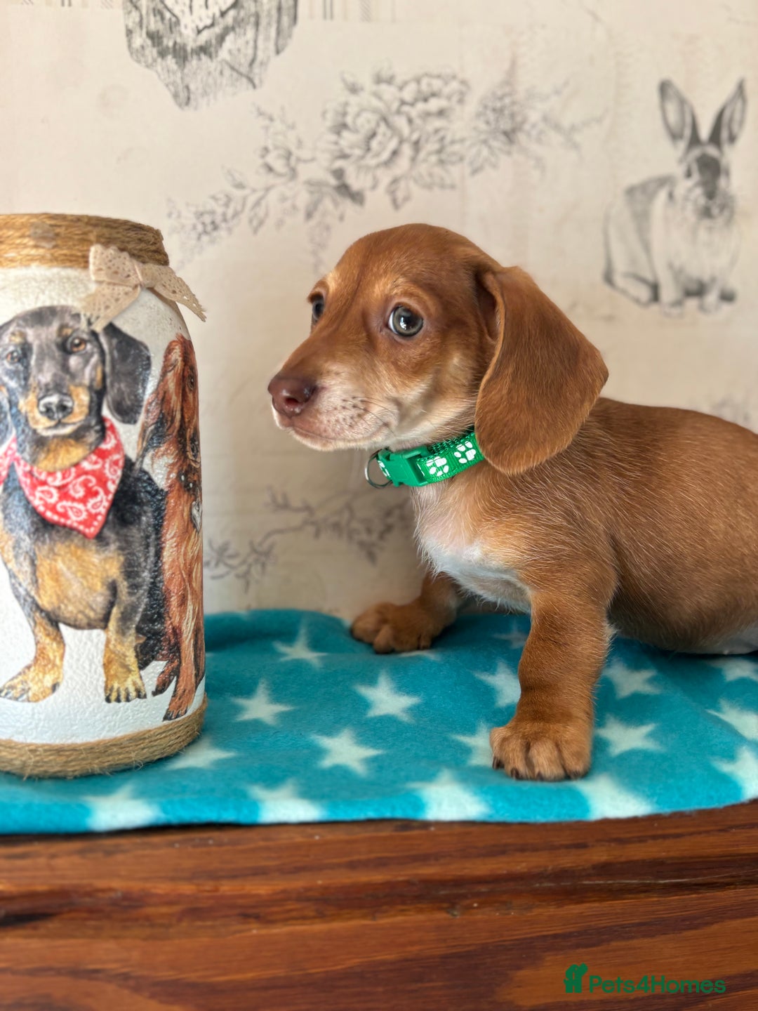 Miniature Dachshund dogs for sale: Absolutely beautiful litter of mini Dachshunds  - Image 2