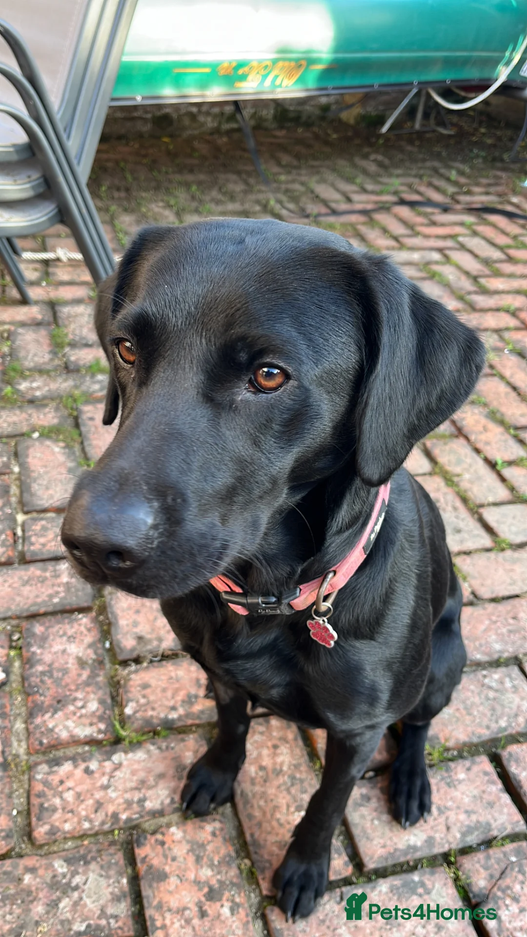 Labrador Retriever dogs for sale: Incredible pedigree working or pet - Advert 1