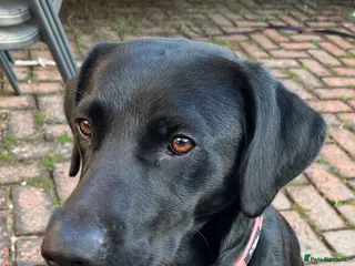 Labrador Retriever dogs Incredible pedigree working or pet - Advert 1