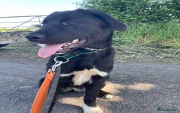 Mixed Breed dogs for adoption: Meet Buffy, currently residing in Cheshire  - Image 6