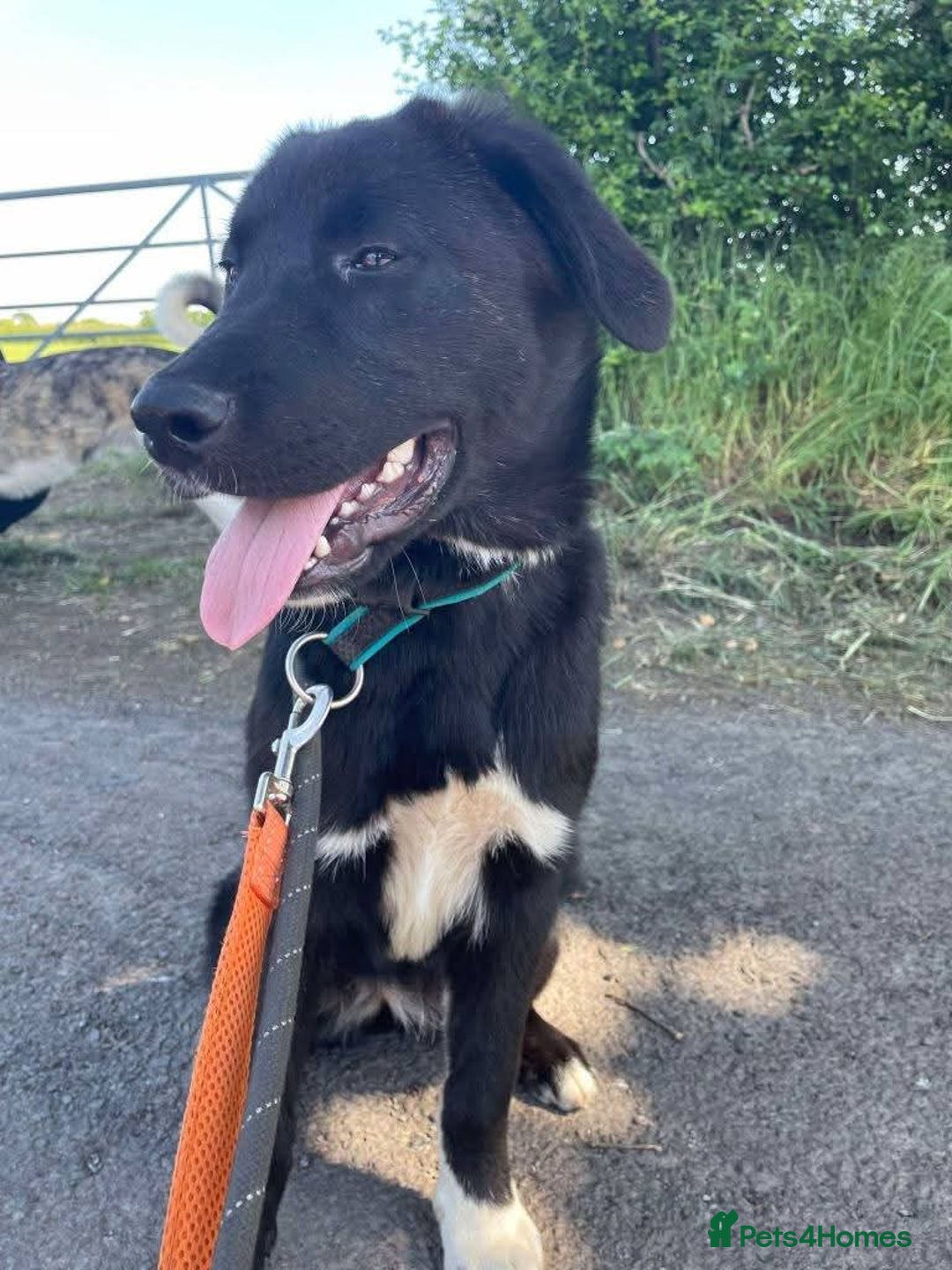 Mixed Breed dogs for adoption: Meet Buffy, currently residing in Cheshire  - Image 6