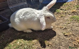French Lop rabbits for sale: Gorgeous french lop babies  - Image 10