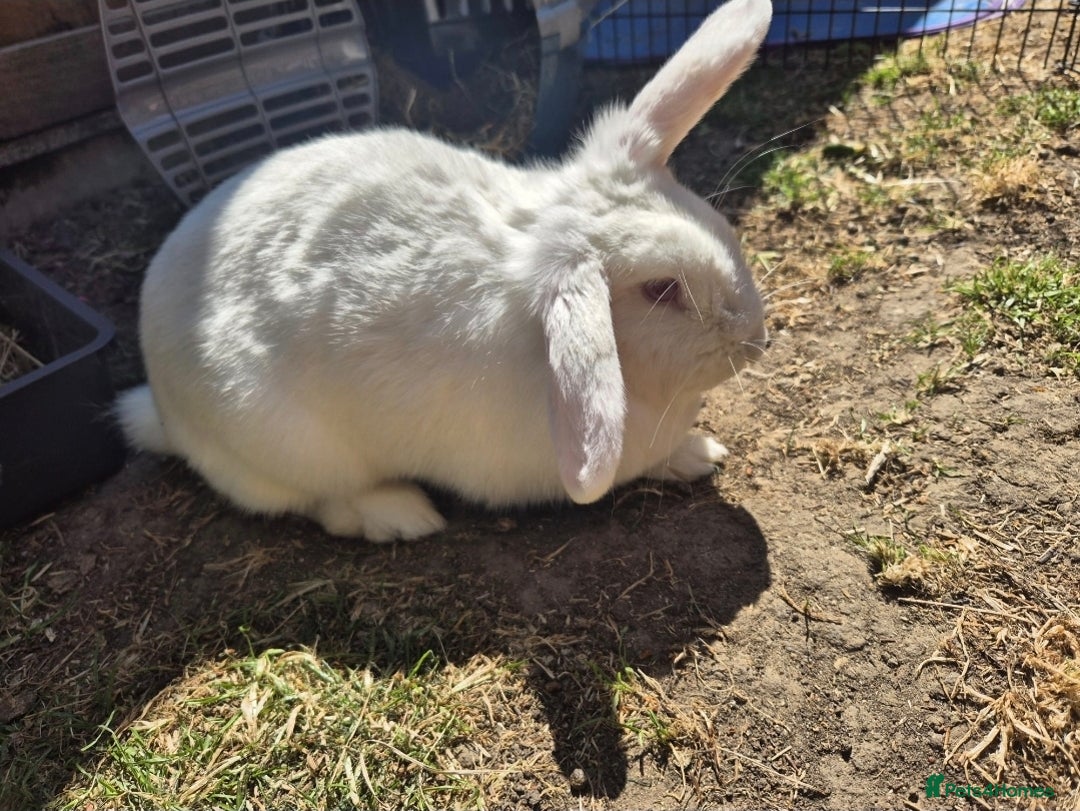 French Lop rabbits for sale: Gorgeous french lop babies  - Image 10