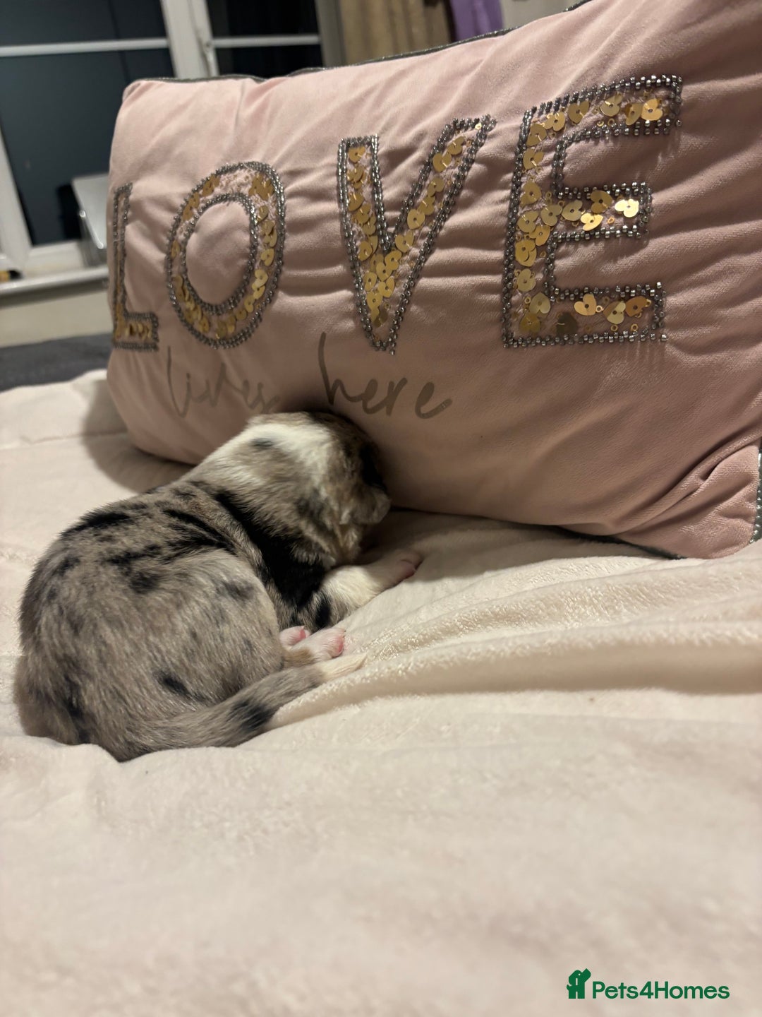 Border Collie dogs for sale: Border collie puppy’s ready to reserve  - Image 29