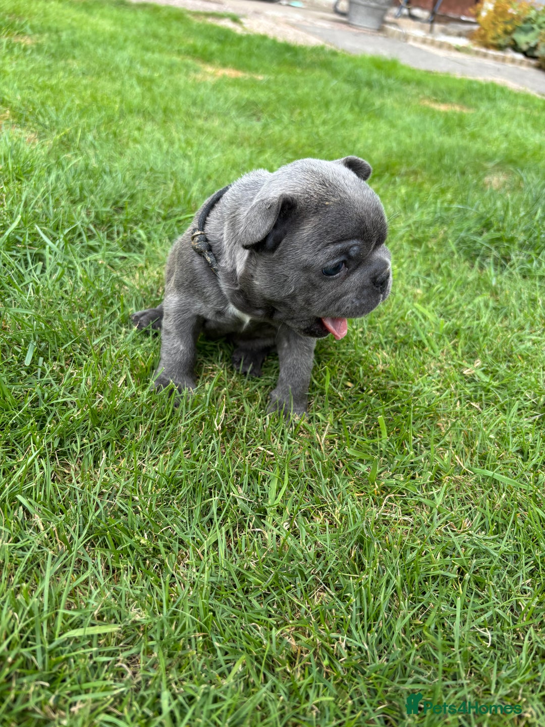French Bulldog dogs for sale: Gorgeous French Bulldog Puppies. - Image 9