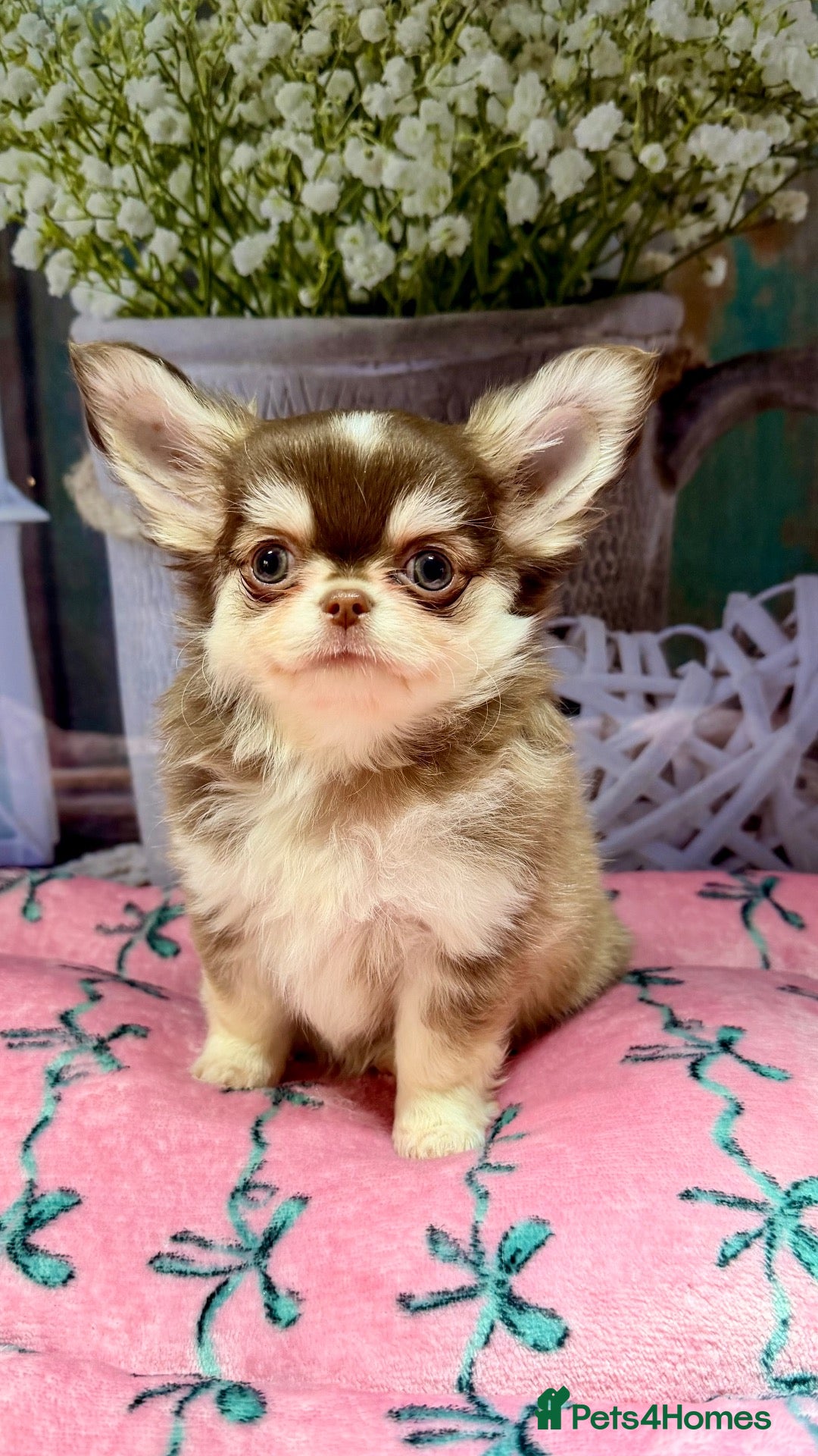 Chihuahua dogs for sale: 🤎🐾🖤Exotic LC RKC Husky Marking Boys🖤🐾🤎 - Advert 1