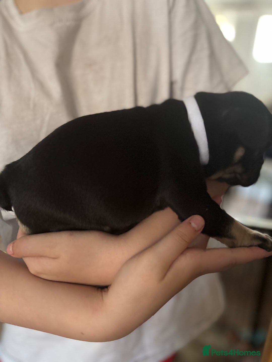 French Bulldog dogs for sale: French bulldog puppies  - Image 5