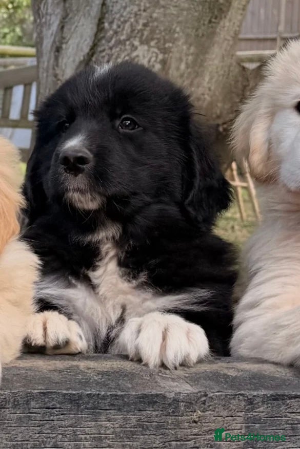 Mixed Breed dogs Golden Pyrenees- Golden Retriever x Pyrenean - Advert 2