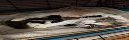 Mixed Breed cats for sale: Stunning kittens from a Maine Coon cross mum - Advert 16